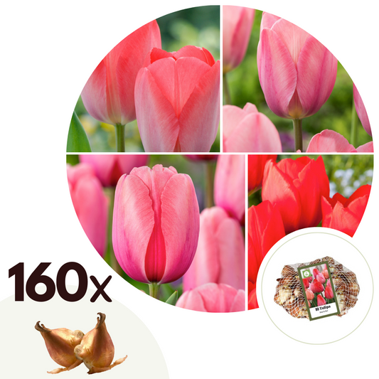 Tulip bulbs - 160 pcs. - Tulipa 'Salmon', 'Van Eijk' - Flower Bulbs - Red
