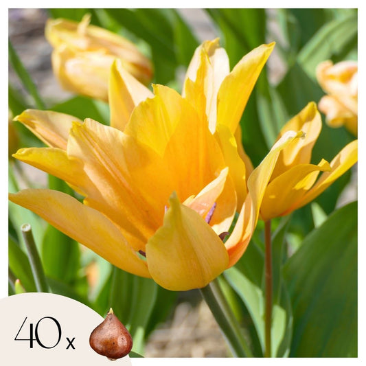 Tulip bulbs - 40 pcs. - Tulipa 'Prastants Shogun' - Flower Bulbs - Orange