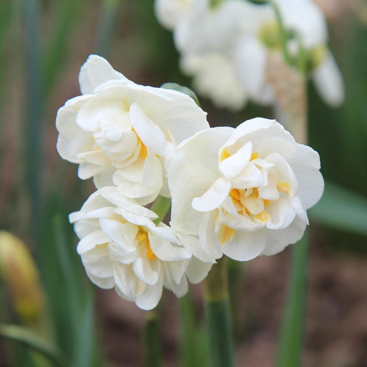 Daffodil bulbs - 30 pcs. - Narcissus 'Double Mix' - Flower Bulbs