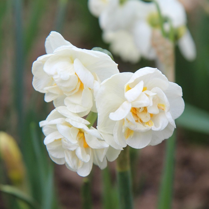 Daffodil bulbs - 30 pcs. - Narcissus 'Double Mix' - Flower Bulbs