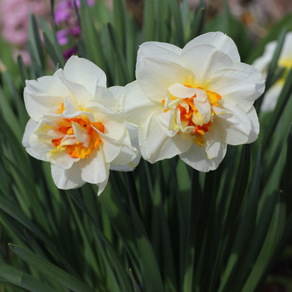 Daffodil bulbs - 30 pcs. - Narcissus 'Double Mix' - Flower Bulbs