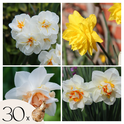 Daffodil bulbs - 30 pcs. - Narcissus 'Double Mix' - Flower Bulbs