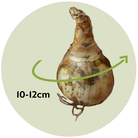 Daffodil bulbs - 30 pcs. - Narcissus 'Botanical White' - Flower Bulbs - Yellow