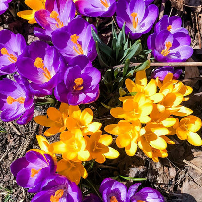 Crocus Bulbs - Set of 70 Flower Bulbs - Colorful Spring Bloomers for Garden