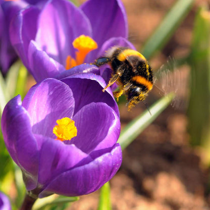 Crocus Bulbs - Set of 70 Flower Bulbs - Colorful Spring Bloomers for Garden