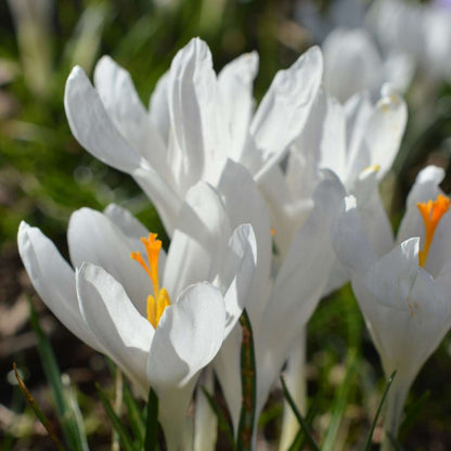 Crocus Bulbs - Set of 70 Flower Bulbs - Colorful Spring Bloomers for Garden