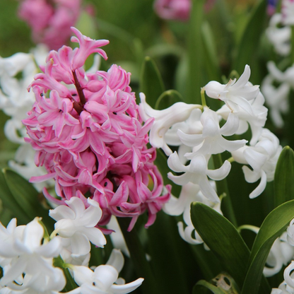 Hyacinth - 20 pcs. - Hyacinthus - Flower Bulbs