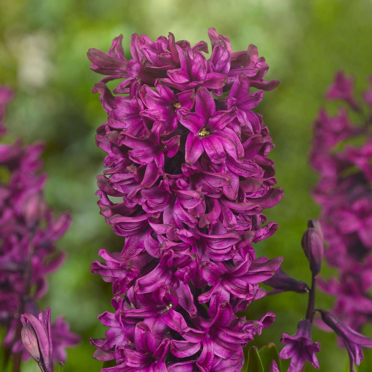 Hyacinth - 20 pcs. - Hyacinthus - Flower Bulbs