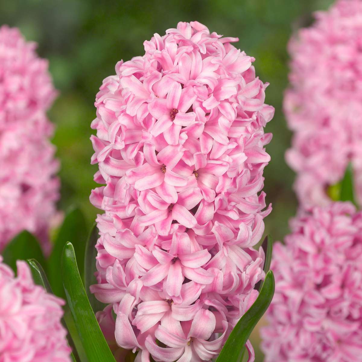Hyacinth - 20 pcs. - Hyacinthus - Flower Bulbs