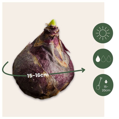 Hyacinth - 20 pcs. - Hyacinthus - Flower Bulbs
