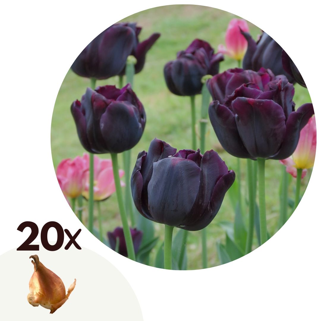 Tulip bulbs - 20 pcs. - Tulipa 'Queen of Night' - Flower Bulbs - Purple