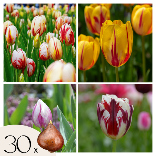 Tulip bulbs - 30 pcs. - Tulipa 'Flaming Beauty Mix' - Flower Bulbs