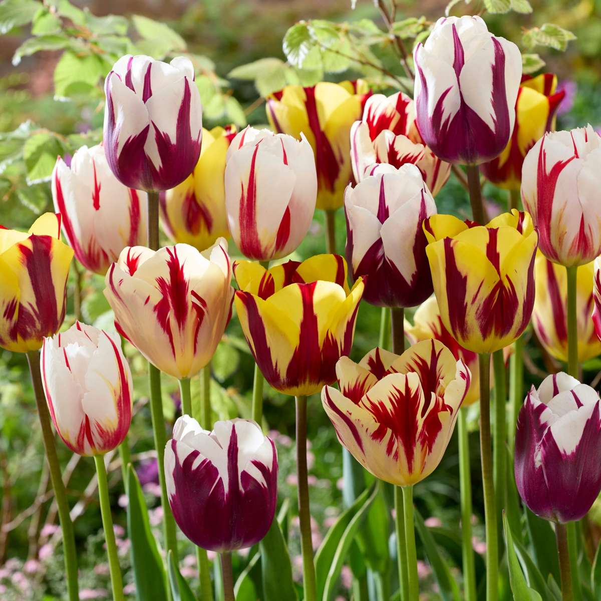 Tulip bulbs - 60 pcs. - Tulipa 'Flaming Beauty Mix' - Flower Bulbs