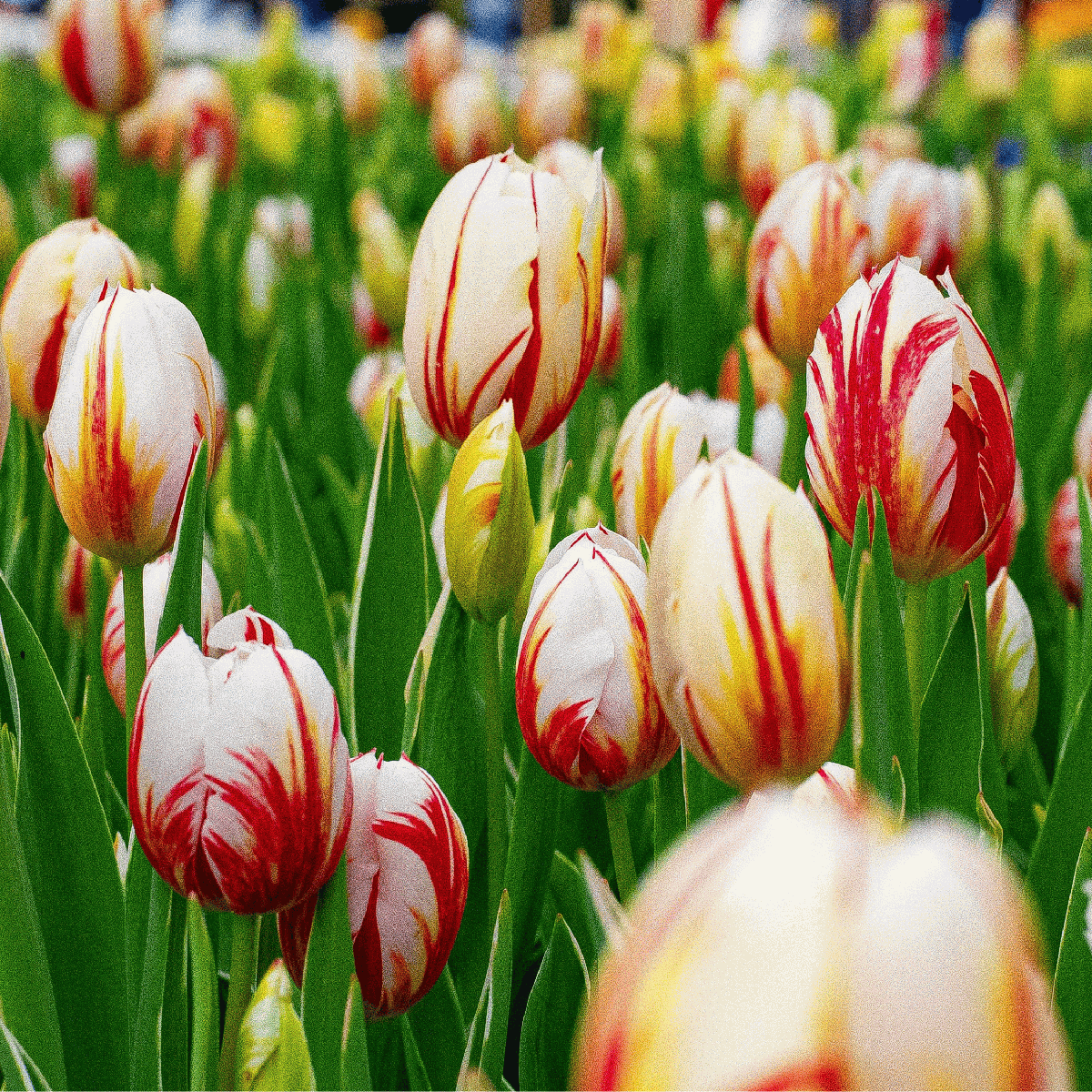 Tulip bulbs - 60 pcs. - Tulipa 'Flaming Beauty Mix' - Flower Bulbs