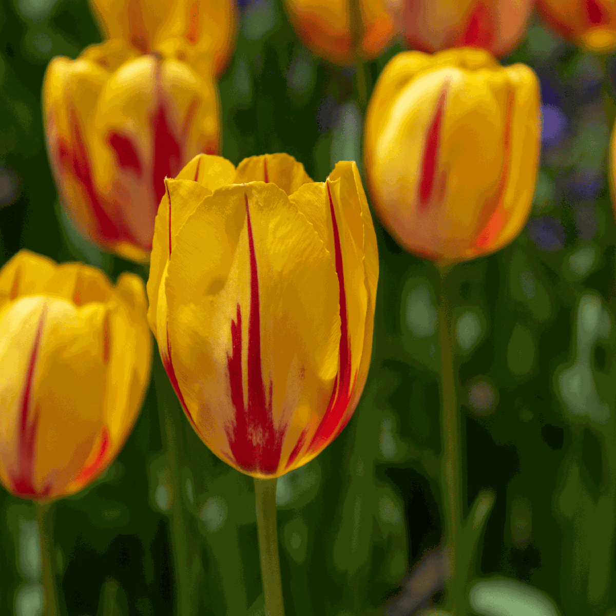 Tulip bulbs - 60 pcs. - Tulipa 'Flaming Beauty Mix' - Flower Bulbs