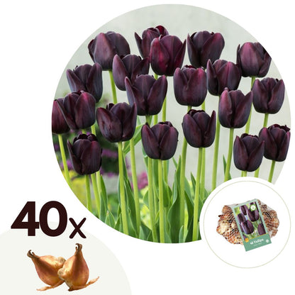 Tulip bulbs - 40 pcs. - Tulipa 'Queen of Night' - Flower Bulbs - Purple