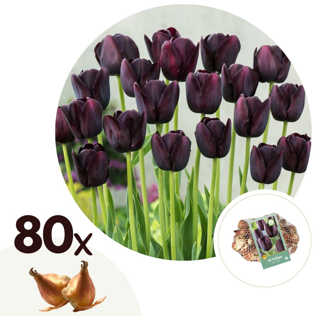 Tulip bulbs - 80 pcs. - Tulipa 'Queen of Night' - Flower Bulbs - Purple