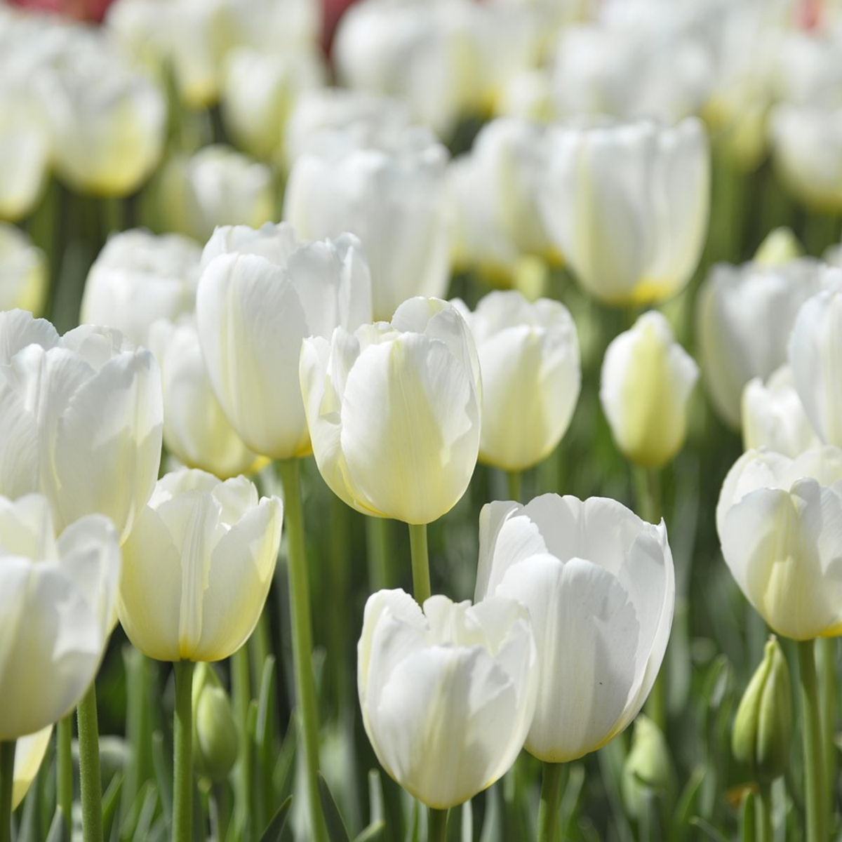 Tulip bulbs - 35 pcs. - Tulipa 'Pastel' - Flower Bulbs