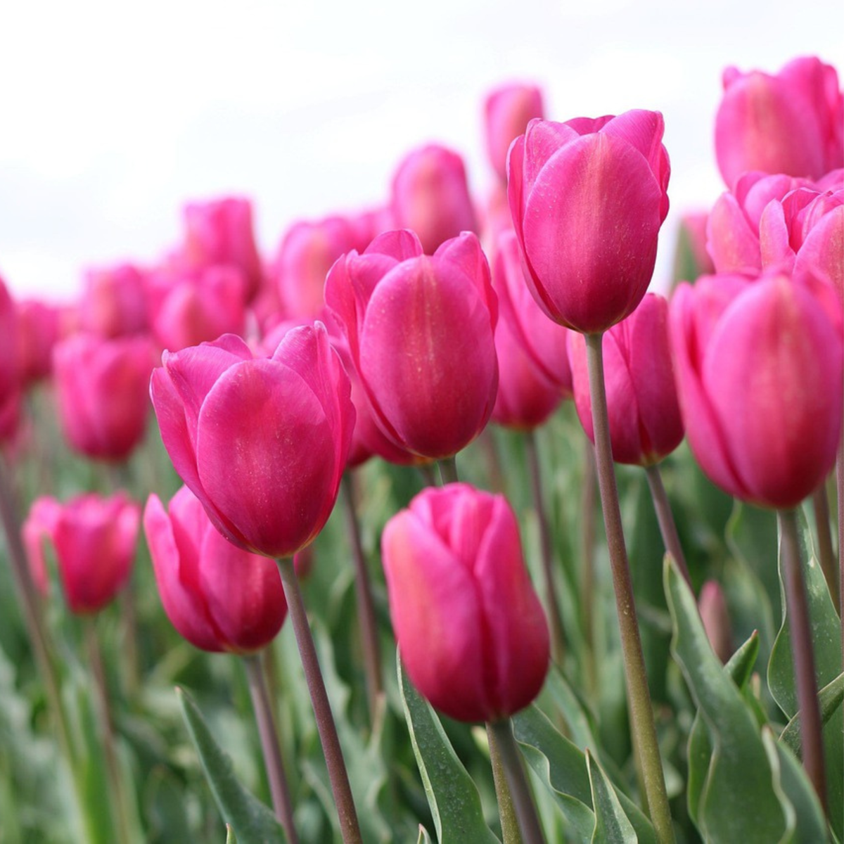 Tulip bulbs - 35 pcs. - Tulipa 'Pastel' - Flower Bulbs
