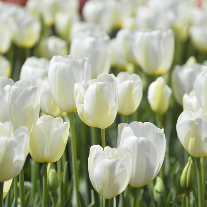 Tulip bulbs - 35 pcs. - Tulipa 'Blueberry' - Flower Bulbs - Purple