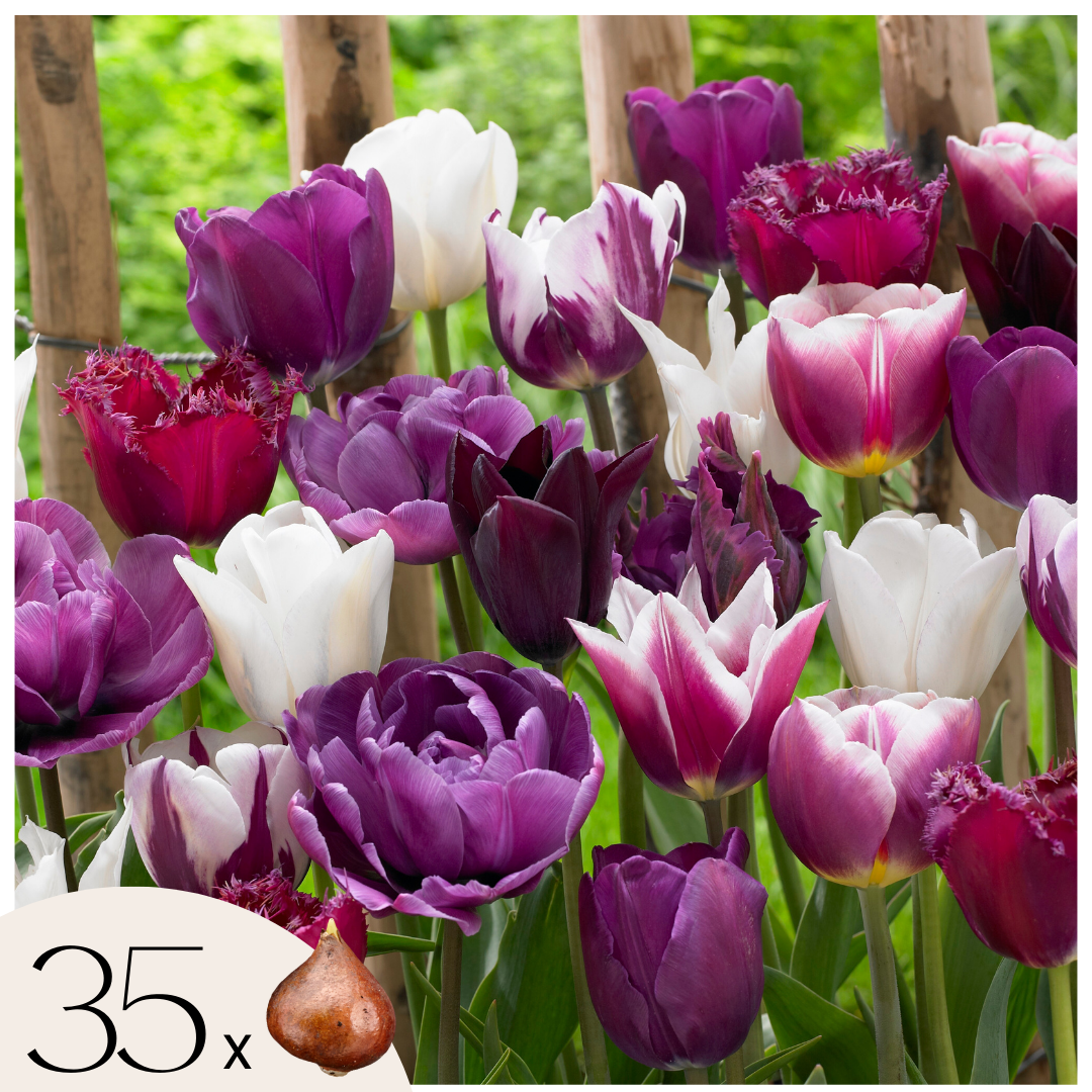 Tulip bulbs - 35 pcs. - Tulipa 'Blueberry' - Flower Bulbs - Purple