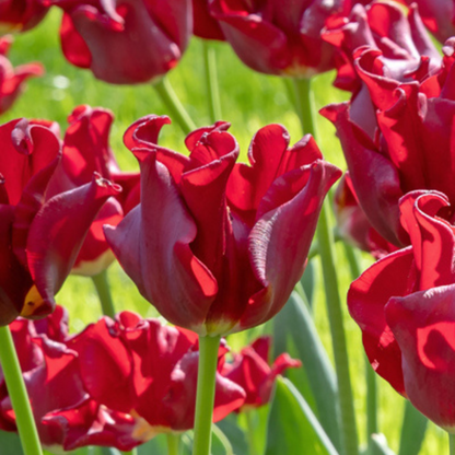 Tulip Bulbs 'Red Dress' - Set of 10 - Hardy & Perennial