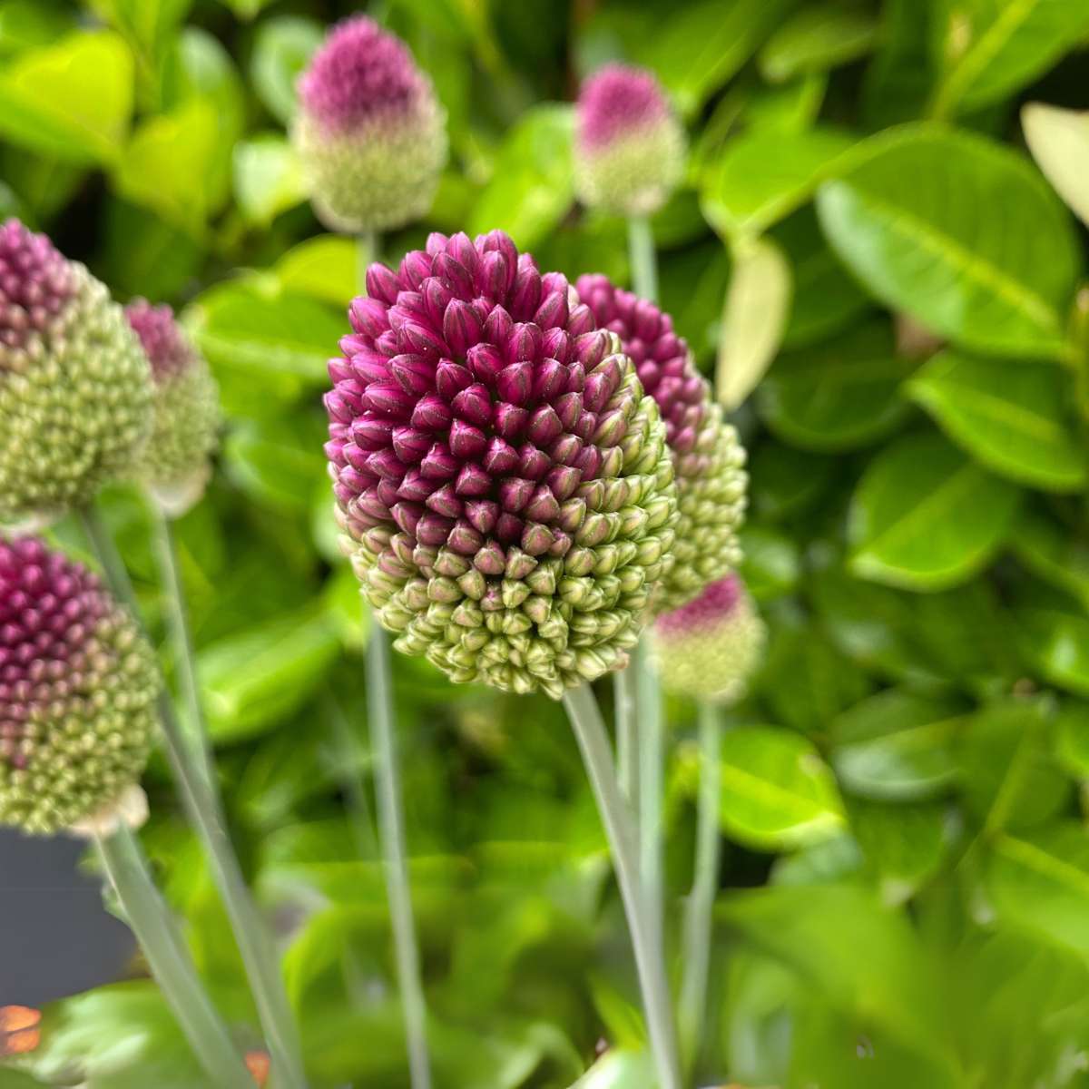 Ornamental onion - 200 pcs. - Allium 'Sphaerocephalon' - Flower Bulbs - Purple