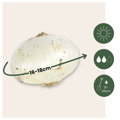 Ornamental onion - 6 pcs. - Allium 'Mount Everest' - Flower Bulbs - White
