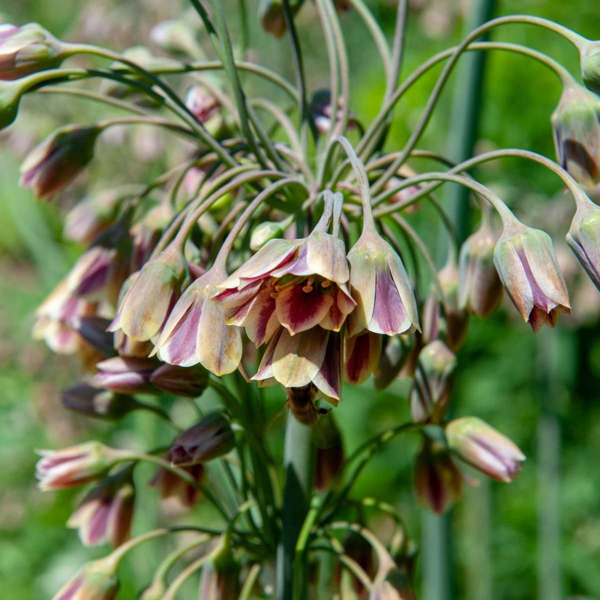 Ornamental onion - 30 pcs. - Allium 'Nectaroscordum' - Flower Bulbs - Pink