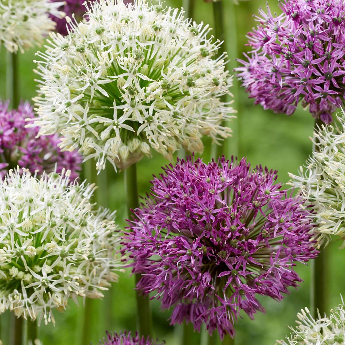 Ornamental onion - 15 pcs. - Allium 'Purple, 'White' - Flower Bulbs - Purple