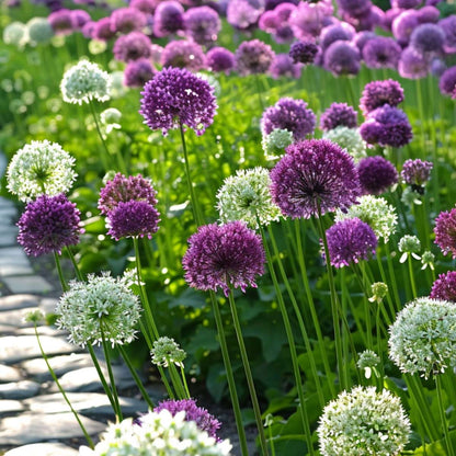 Ornamental onion - 15 pcs. - Allium 'Purple, 'White' - Flower Bulbs - Purple