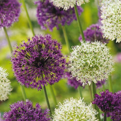 Ornamental onion - 15 pcs. - Allium 'Purple, 'White' - Flower Bulbs - Purple