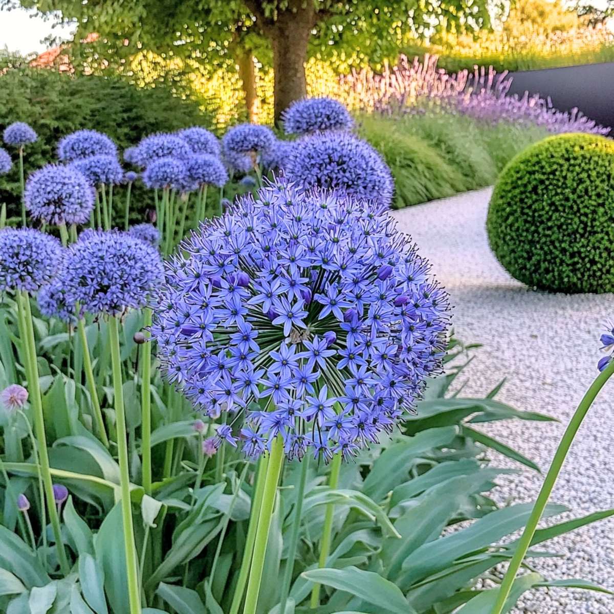 Blue Ornamental Onion - Allium 'Caeruleum' - Set of 40 Flower Bulbs