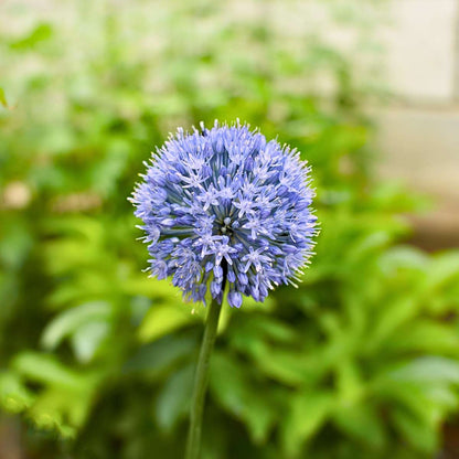 Blue Ornamental Onion - Allium 'Caeruleum' - Set of 40 Flower Bulbs