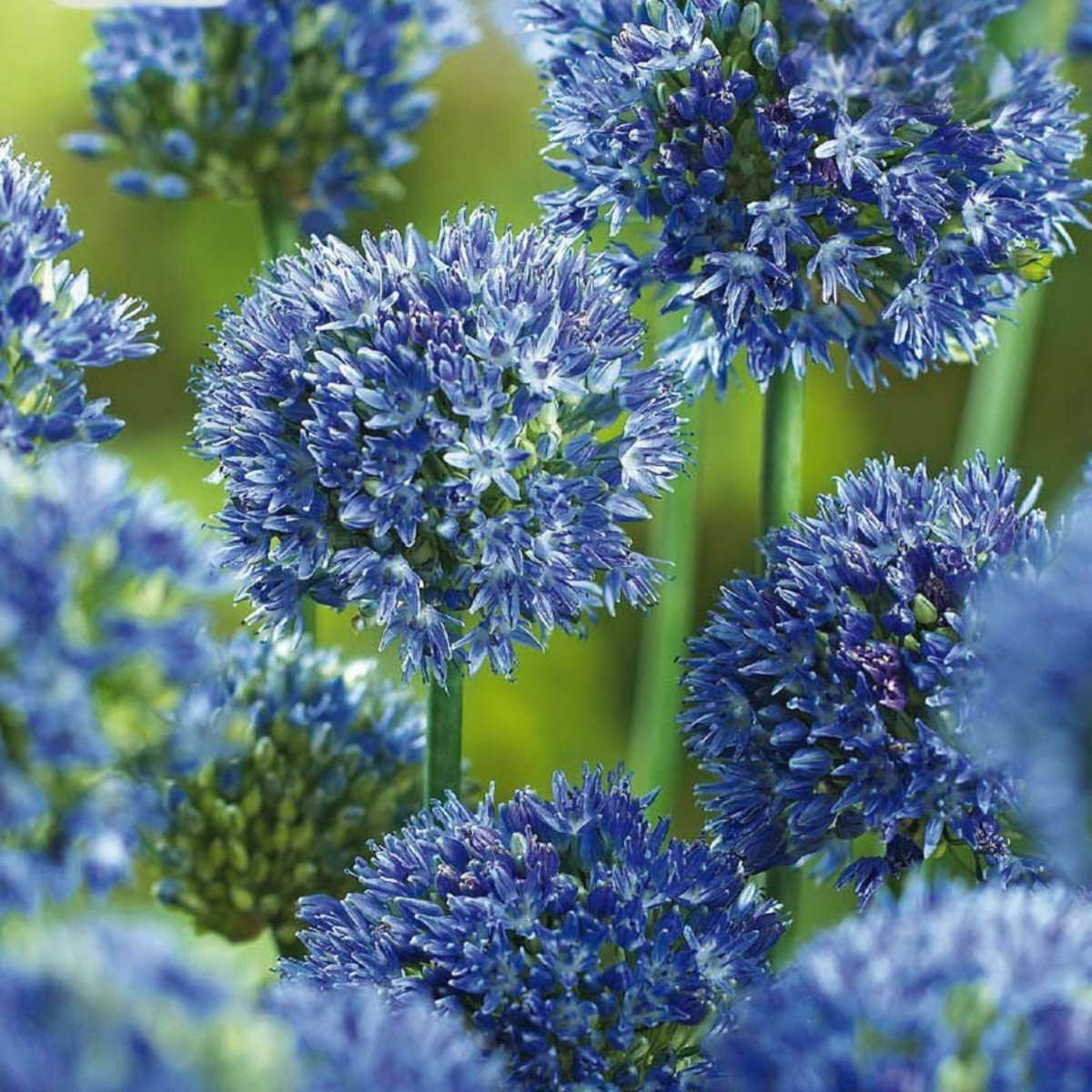 Blue Ornamental Onion - Allium 'Caeruleum' - Set of 40 Flower Bulbs