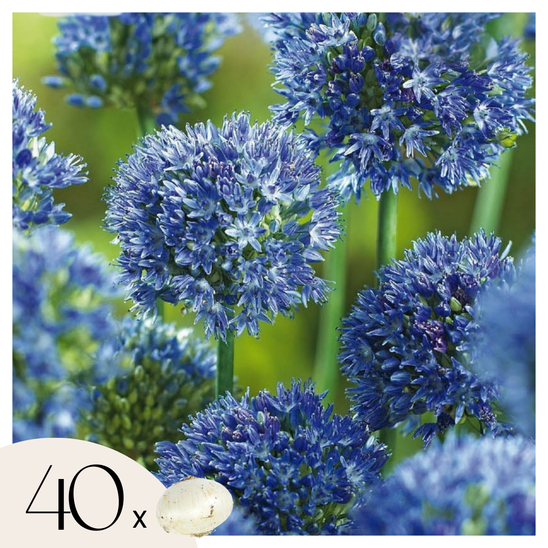 Blue Ornamental Onion - Allium 'Caeruleum' - Set of 40 Flower Bulbs