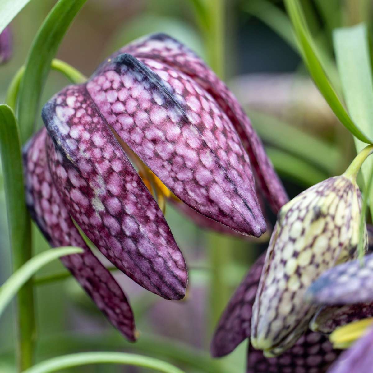 Snake's Head fritillary - 60 pcs. - Fritillaria 'meleagris' - Flower Bulbs