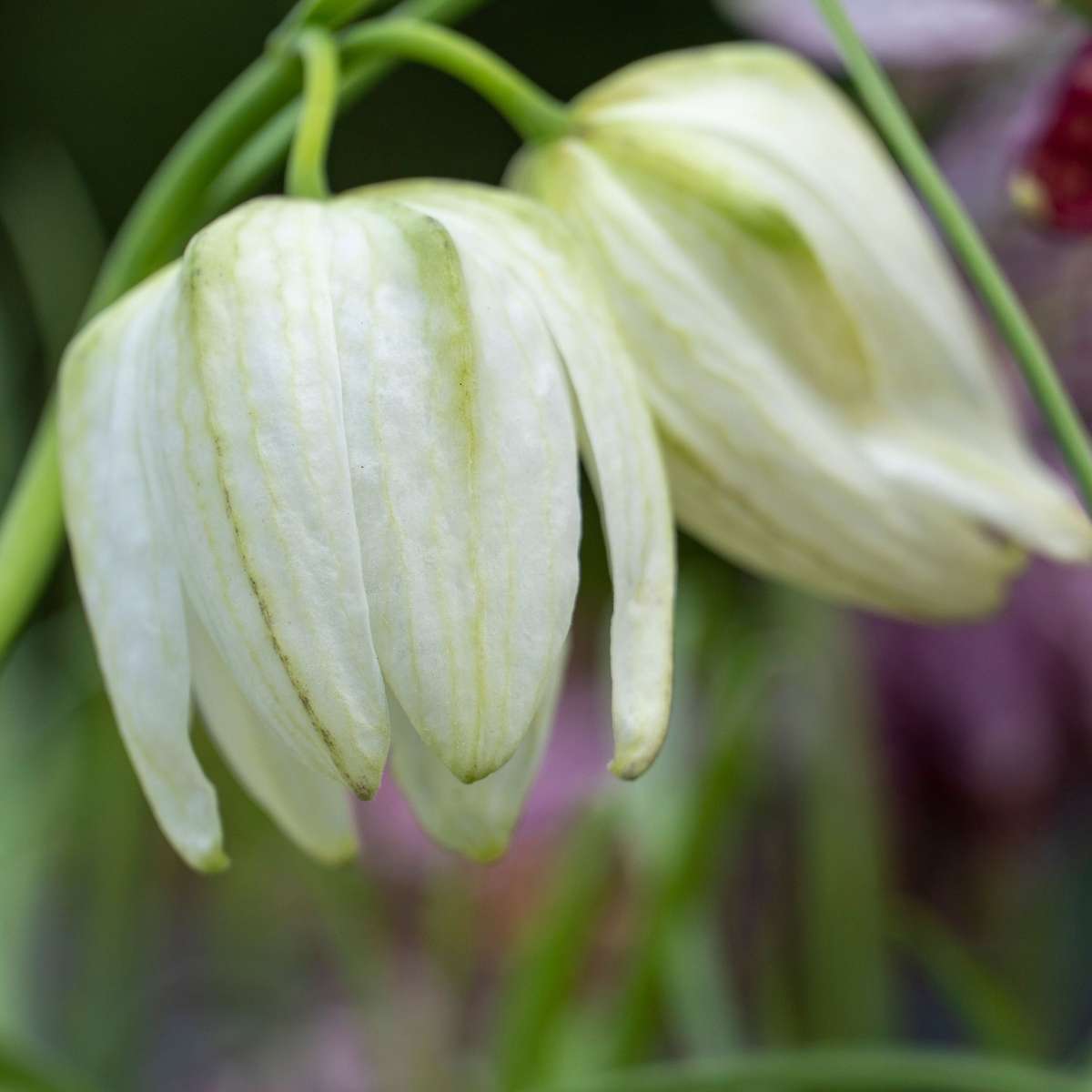 Snake's Head fritillary - 60 pcs. - Fritillaria 'meleagris' - Flower Bulbs