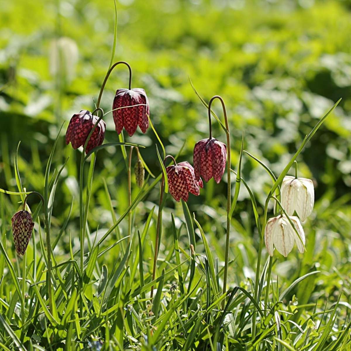 Snake's Head fritillary - 60 pcs. - Fritillaria 'meleagris' - Flower Bulbs