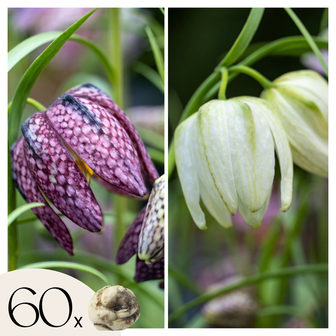 Snake's Head fritillary - 60 pcs. - Fritillaria 'meleagris' - Flower Bulbs