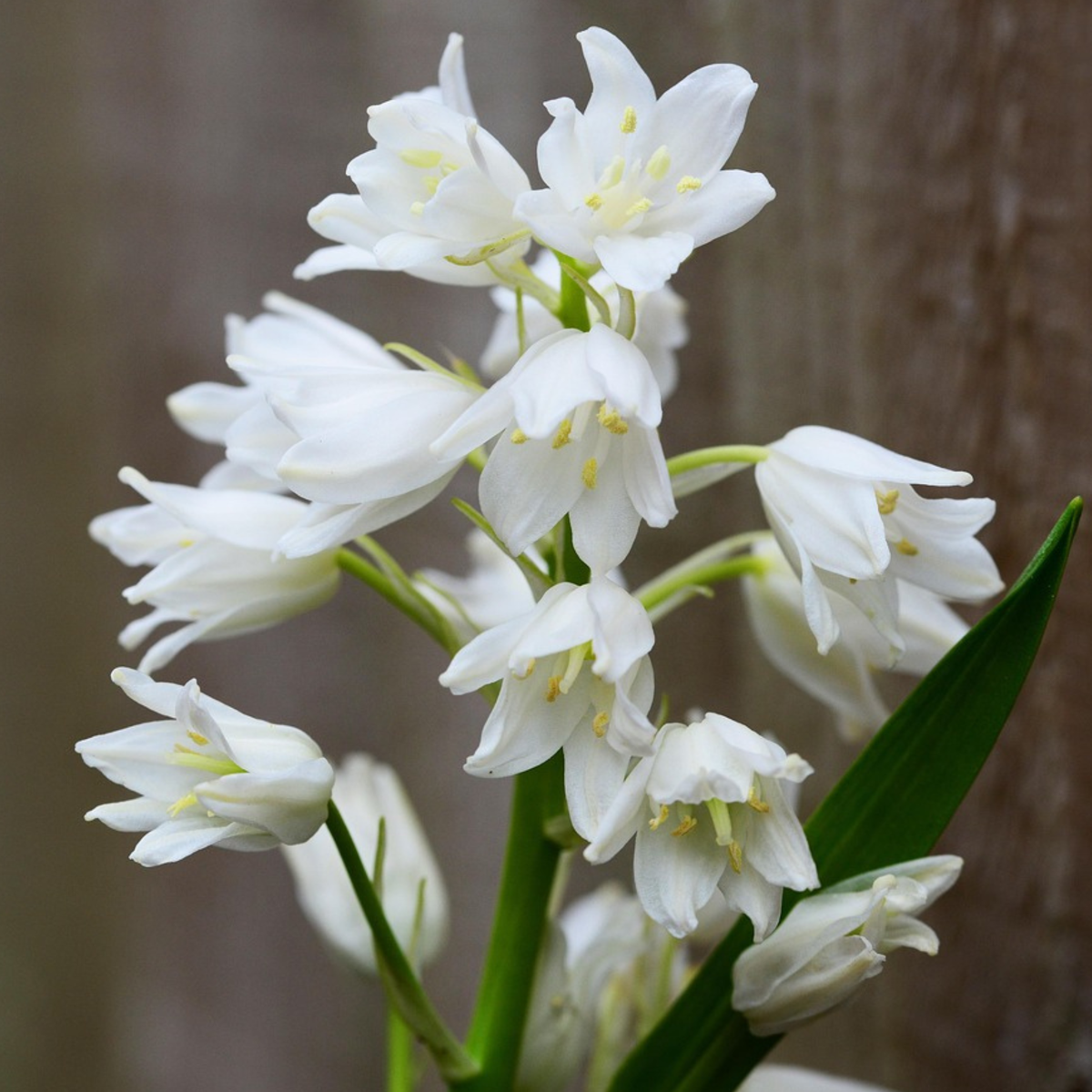Hyacinth - 40 pcs. - Hyacinthoides Hispanica - Flower Bulbs