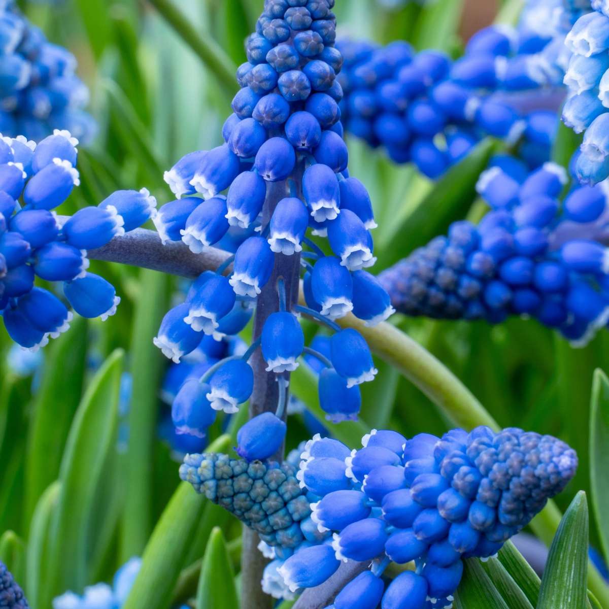 Grape hyacinths - 200 pcs. - Muscari armeniacum - Flower Bulbs - Blue