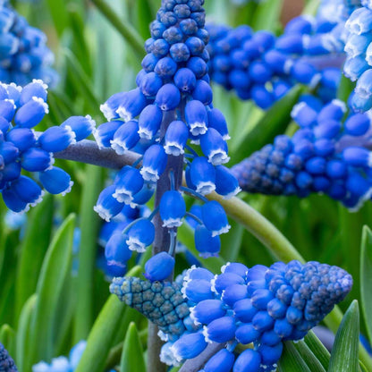Grape hyacinths - 200 pcs. - Muscari armeniacum - Flower Bulbs - Blue