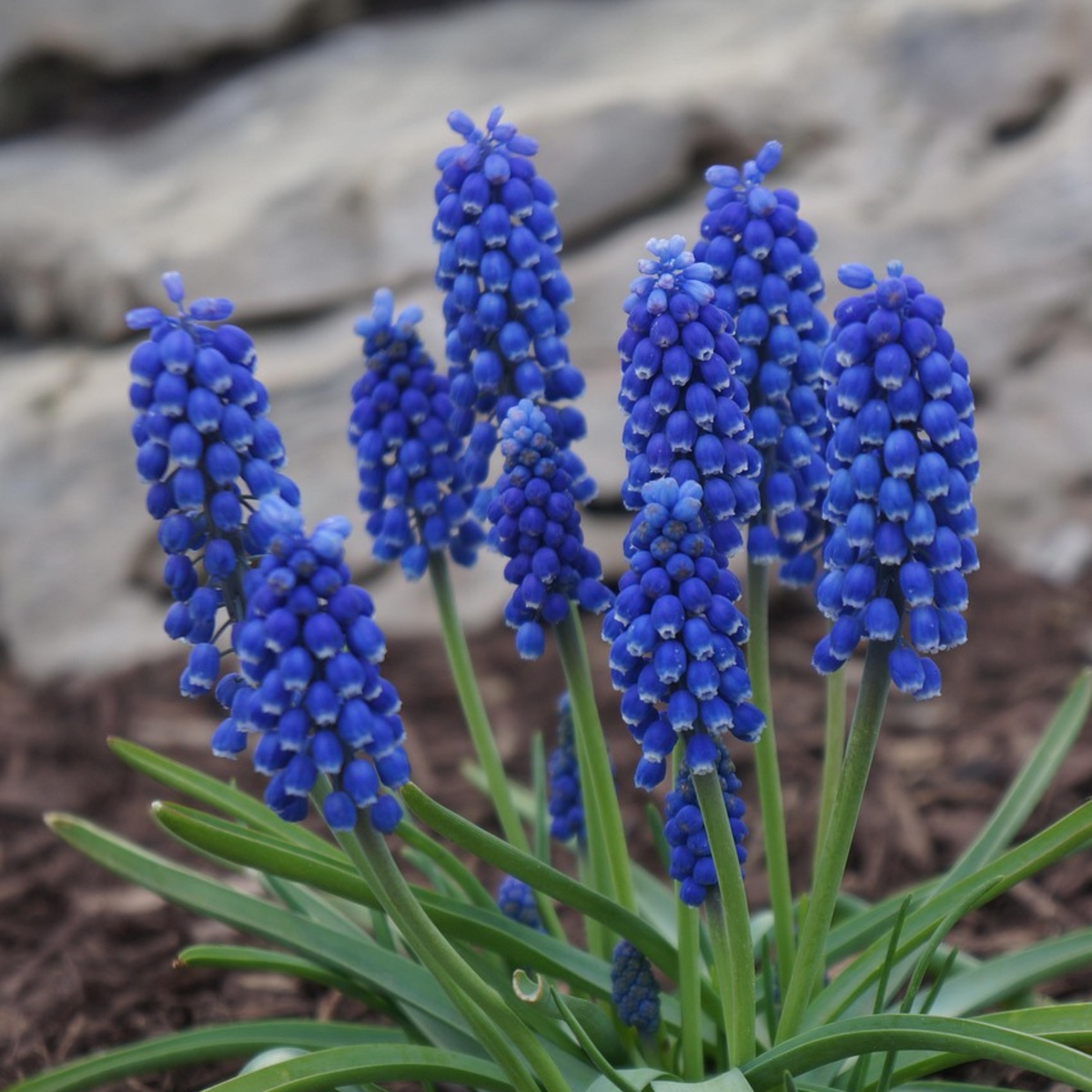Grape hyacinths - 100 pcs. - Muscari armeniacum - Flower Bulbs - Blue