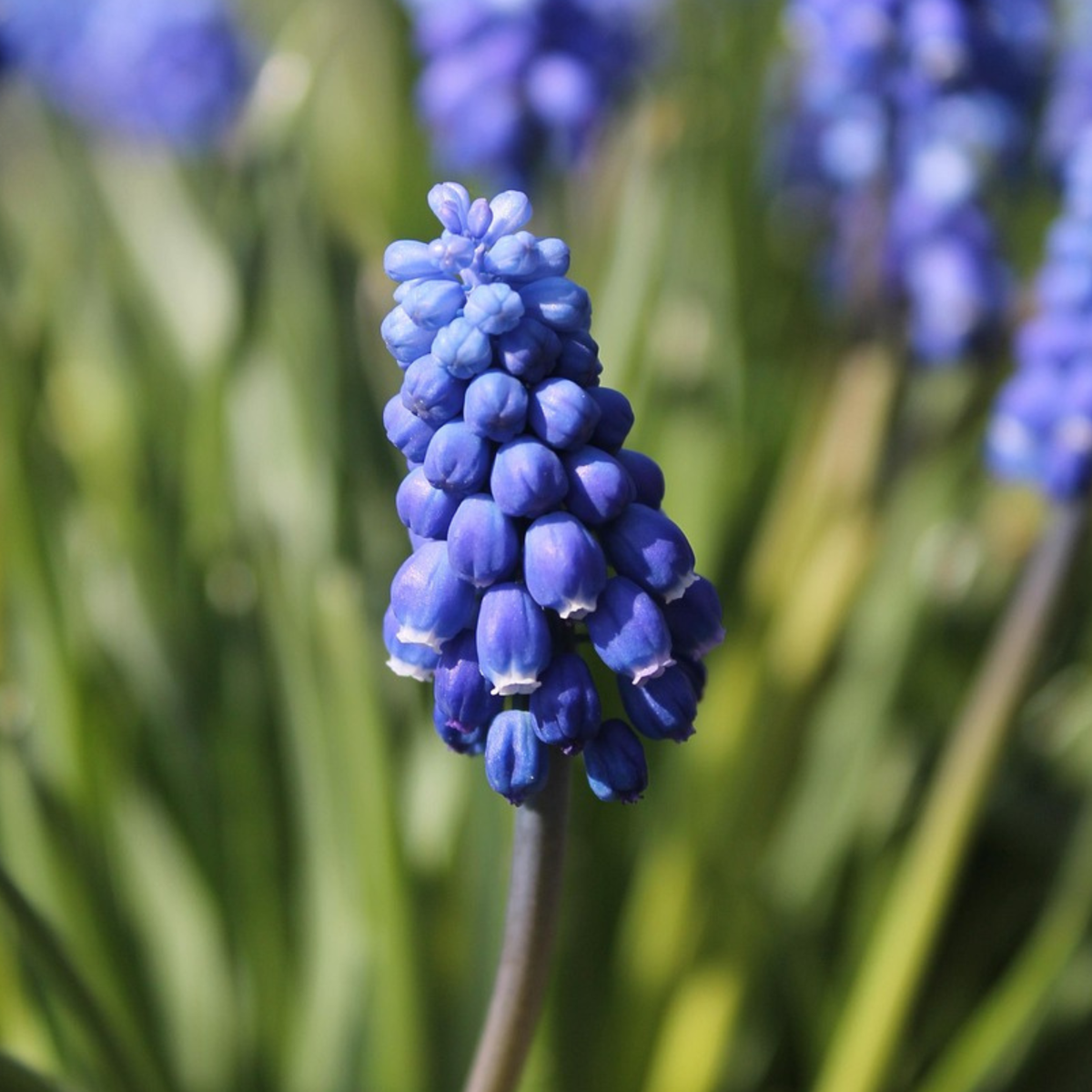 Grape hyacinths - 100 pcs. - Muscari armeniacum - Flower Bulbs - Blue