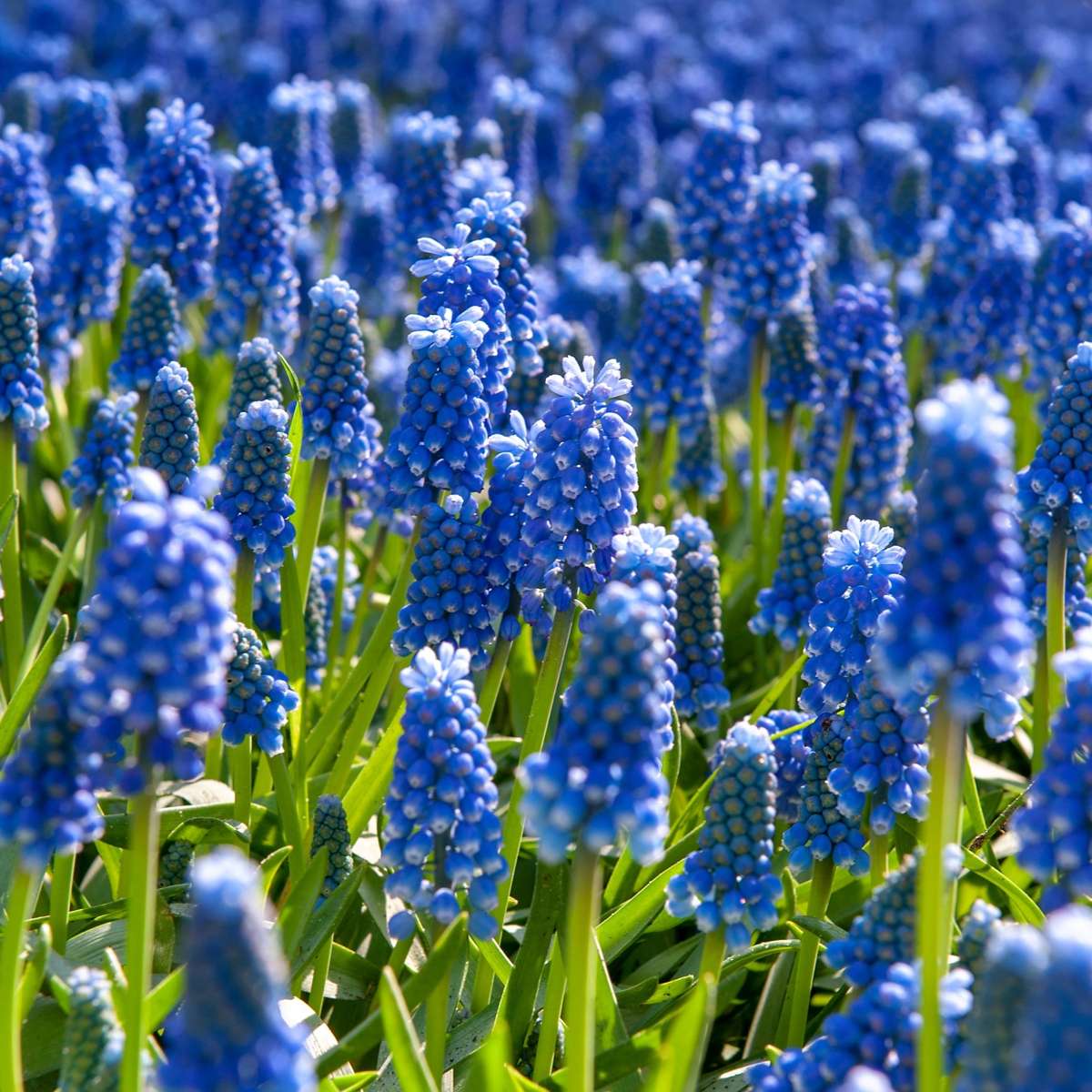 Grape hyacinths - 200 pcs. - Muscari armeniacum - Flower Bulbs - Blue