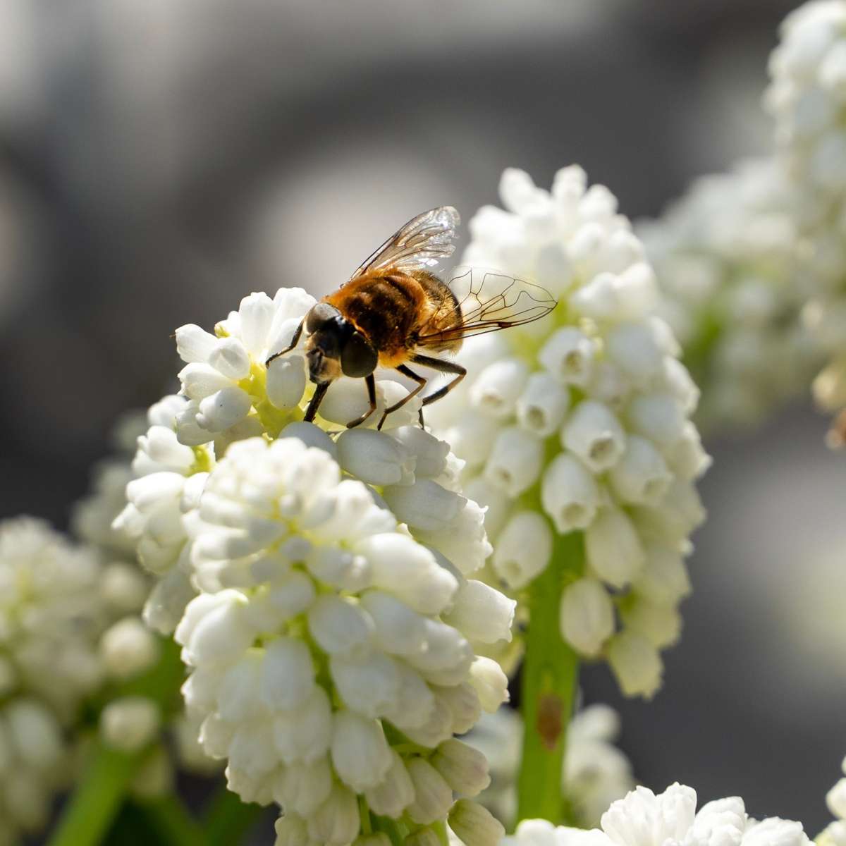 Grape hyacinths - 50 pcs. - Muscari 'White Magic' - Flower Bulbs - White