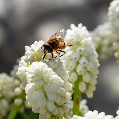 Grape hyacinths - 50 pcs. - Muscari 'White Magic' - Flower Bulbs - White
