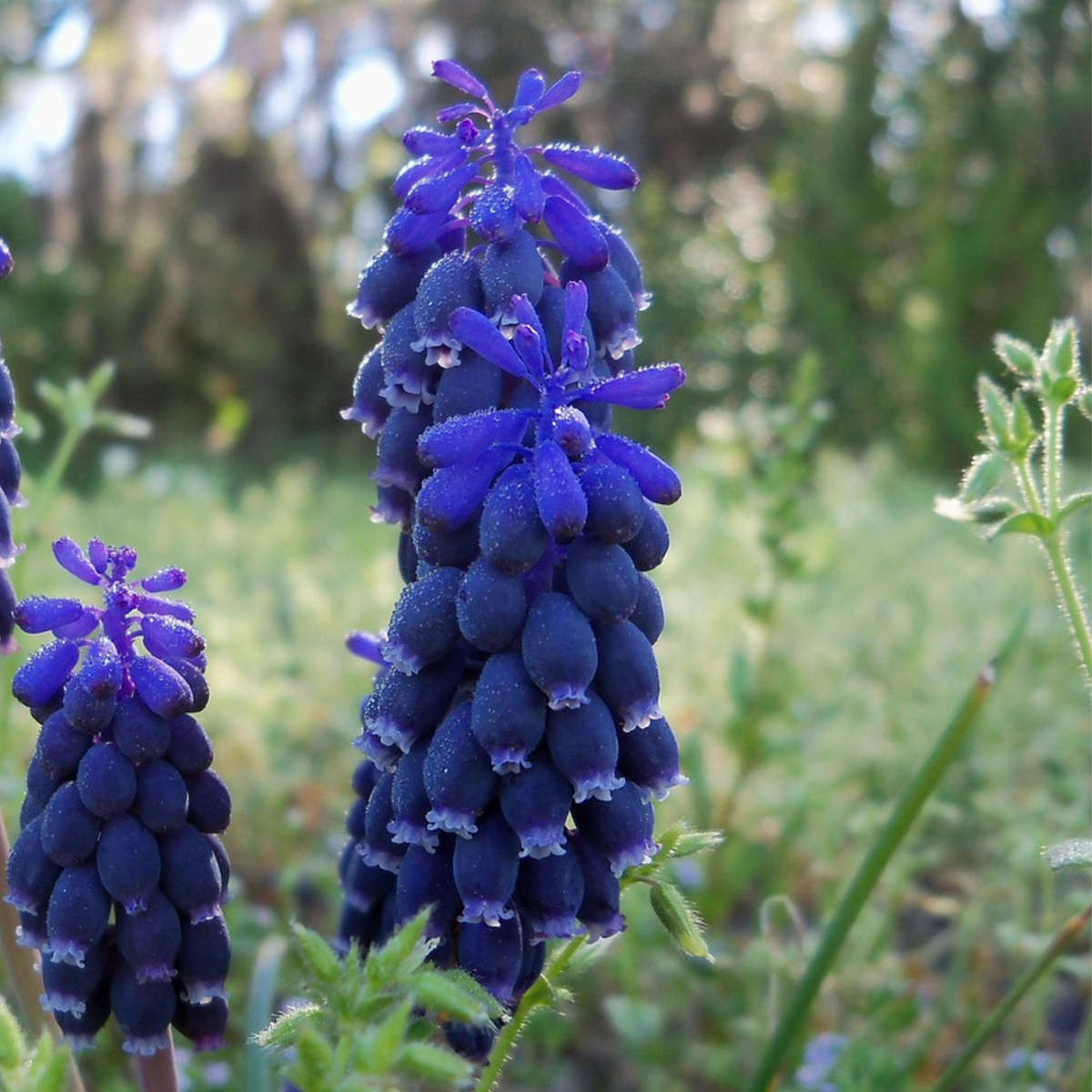 Grape hyacinths - 50 pcs. - Muscari 'Magic Mix' - Flower Bulbs
