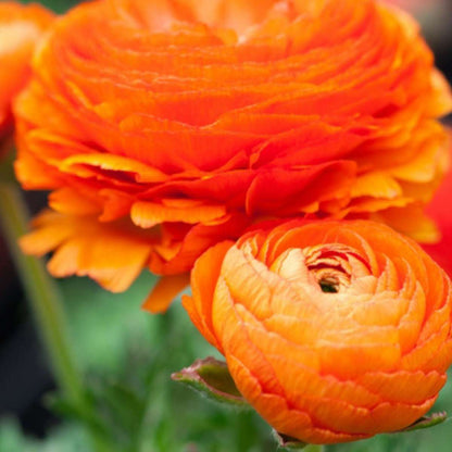 Buttercups - 80 pcs. - Ranunculus - Flower Bulbs